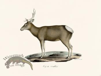 Cuvier 012 Tibetan Red Deer